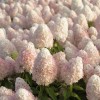 Hydrangea paniculata 'Magical Sweet Summer' - Aedhortensia 'Magical Sweet Summer' C2/2L